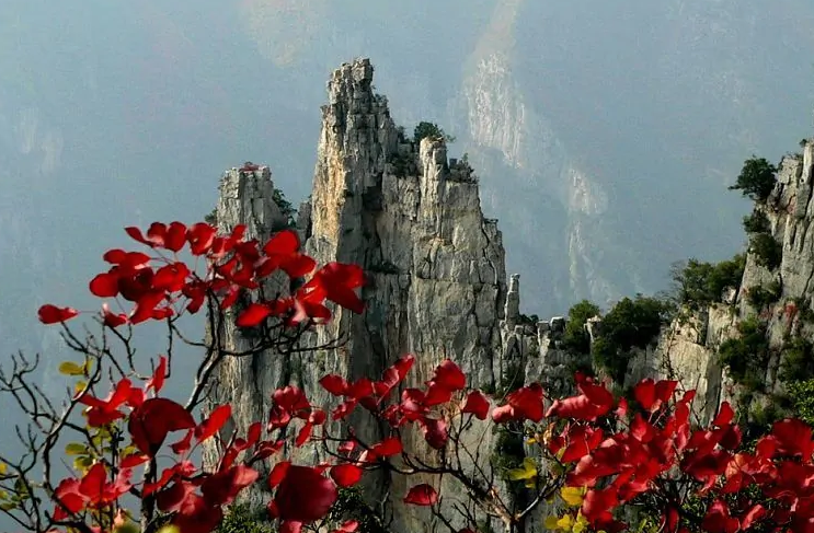 梦幻西游单开猎术练什么职业好